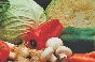 Vegetables